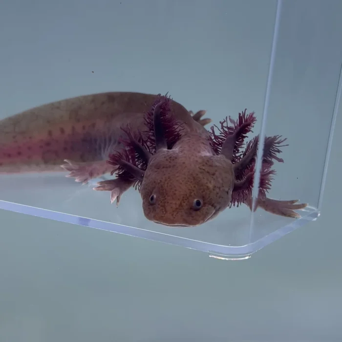 Male Copper Melanoid Axolotl For Sale