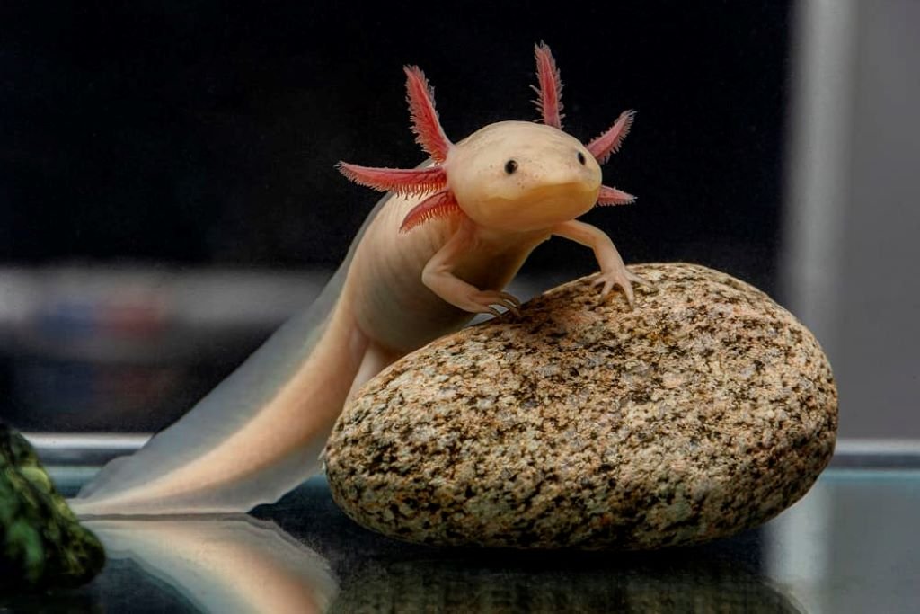 Can Axolotls Have Tank Mates