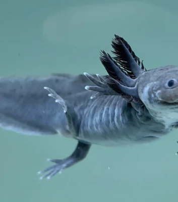 GFP Axolotl