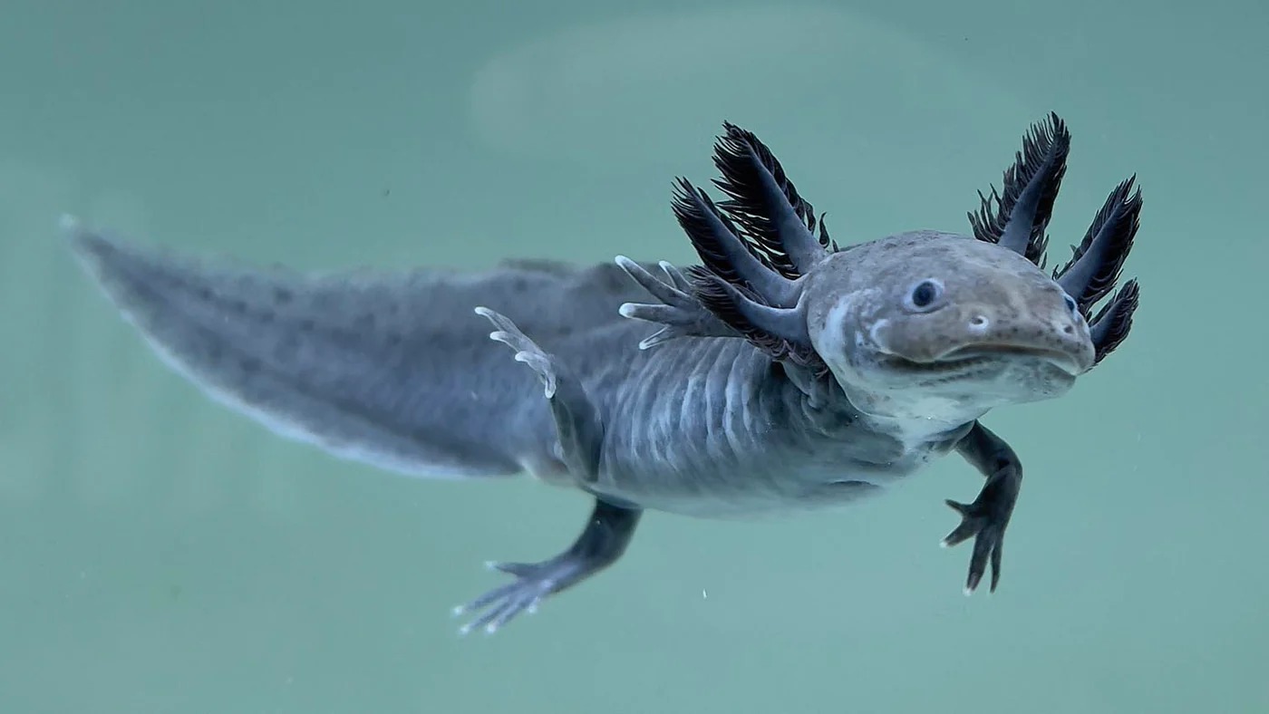 GFP Axolotl