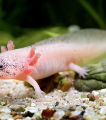 How Long Do Axolotls Live