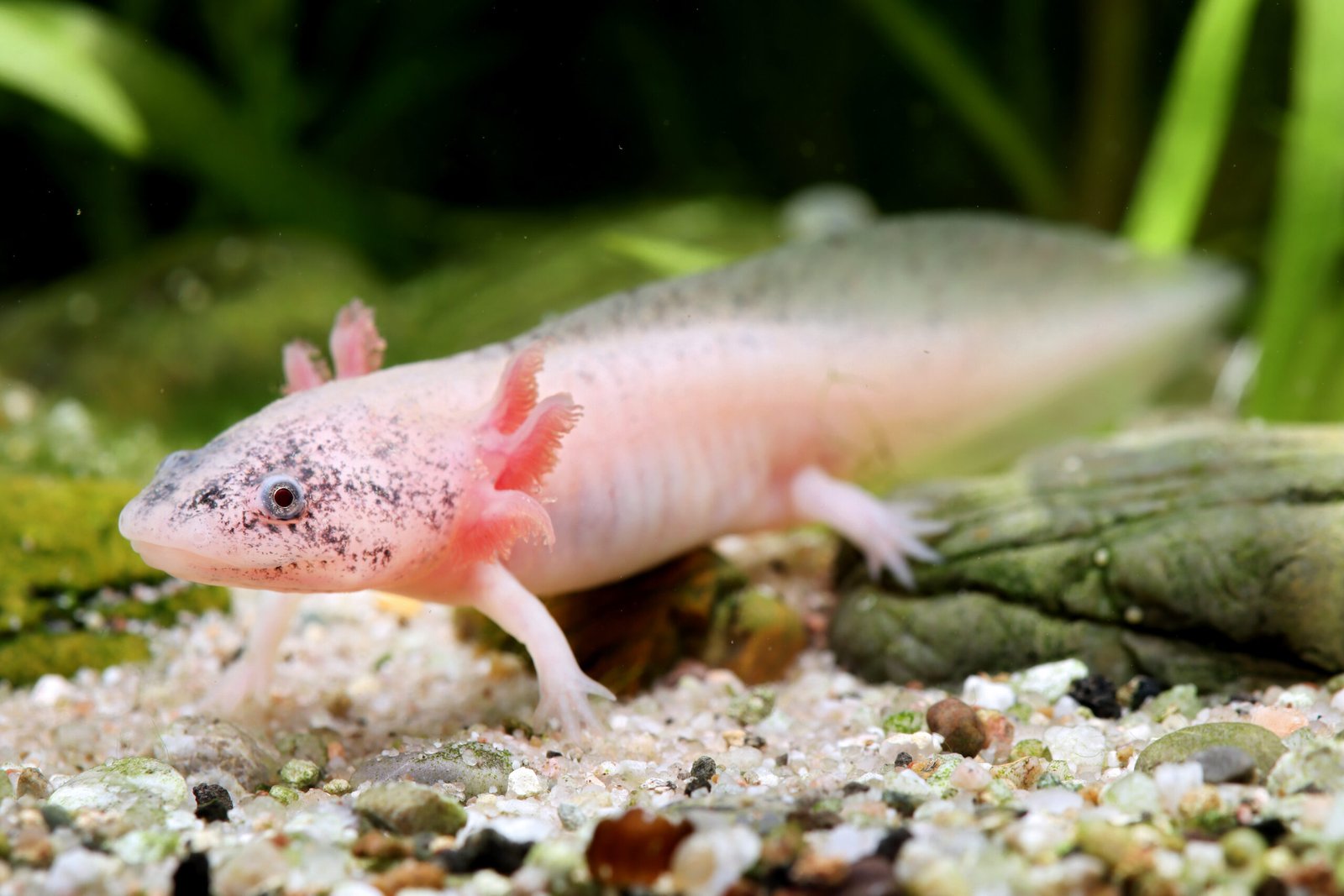 How Long Do Axolotls Live