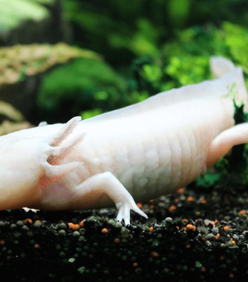 White Albino Axolotl 1