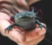 Where to Buy Axolotl