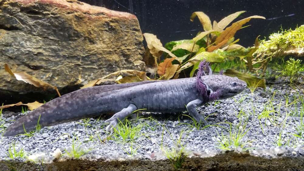 Why Did My Axolotl Turn Into a Salamander