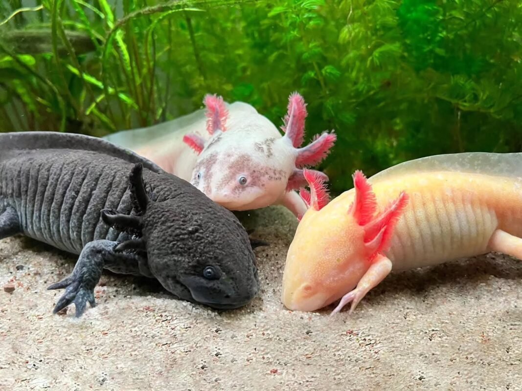 Do Axolotls Bite​